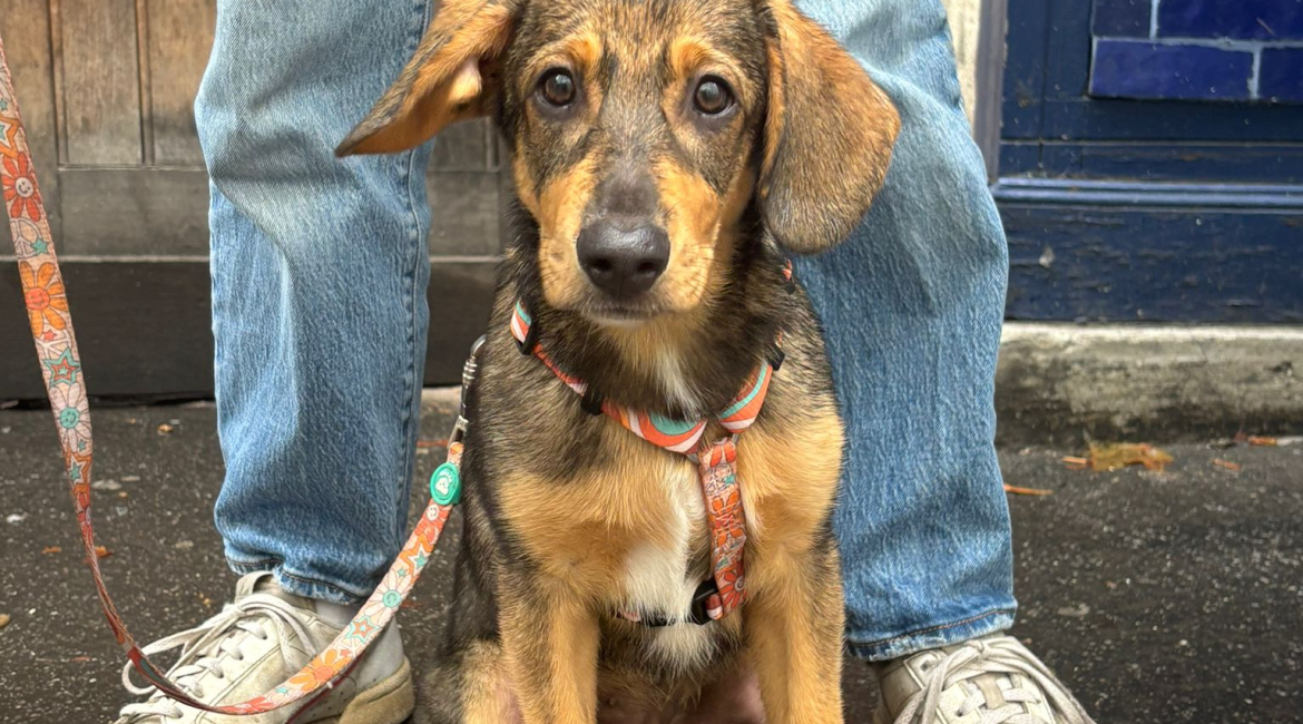 Chiens à adopter